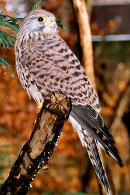  بدوار، ڪوئا مار باز   Common kestrel  / Falco tinnunculus / 