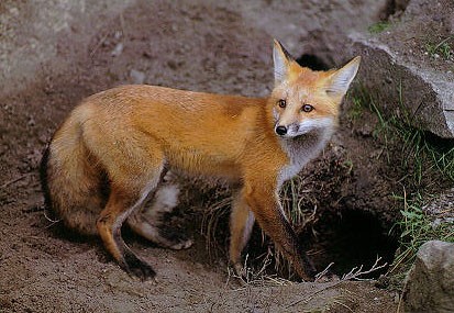 صحرائي لومڙ   (اڇي پڇڙي وارو) Desert fox (Red fox)  / Vulpes vulpes / 