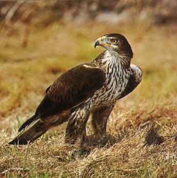   پـرمـار  باز  Bonelli’s Eagle  / Hieraaetus fasciatus /  