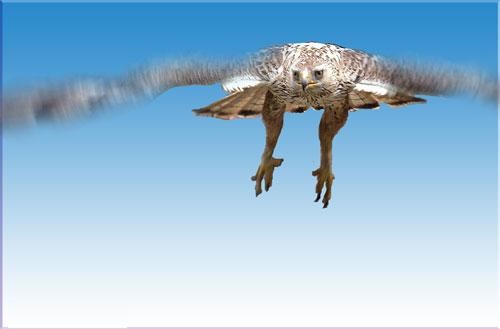 باز پرمار  پـرمـار  باز  Bonelli’s Eagle  / Hieraaetus fasciatus /  